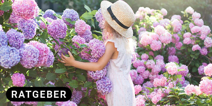 maedchen steht vor hortensien ratgeber 1000x500